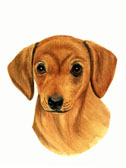 Dauschund Puppy